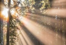 우울증 극복을 위한 자연 요법 woman walking in forest with child