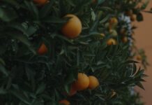 겨울 제철 과일, 어떻게 먹어야 건강할까 a tree filled with lots of ripe oranges