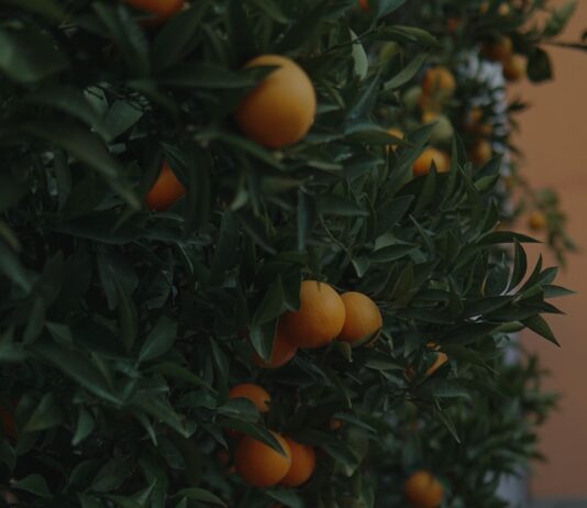 겨울 제철 과일, 어떻게 먹어야 건강할까 a tree filled with lots of ripe oranges
