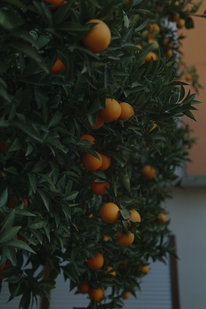 Photo by Liza Azorina a tree filled with lots of ripe oranges