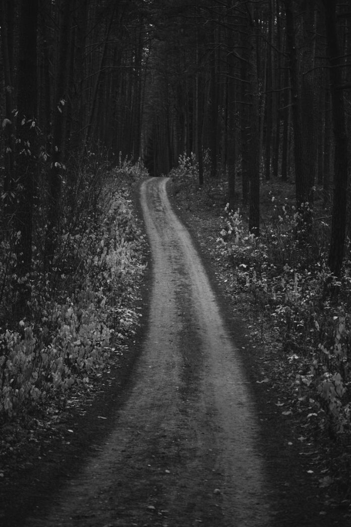 Photo by kub liz a black and white photo of a dirt road in the woods