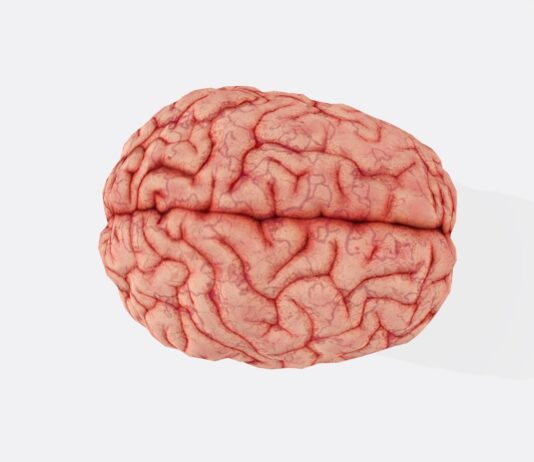 활기찬 인생을 위한 뇌건강 관리법, 지금 시작하세요 a close up of a human brain on a white background