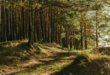 일상 스트레스, 작은 습관으로 관리한다…한국인 라이프스타일 맞춤 실천법 green leafed trees
