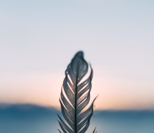 ‘15분 건강 루틴’… 바쁜 직장인을 위한 실천 가능한 건강 관리법 주목 tilt shift lens photography of person holding white feather
