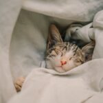 뇌를 청소하는 시간: 수면 위생이 치매 예방의 첫걸음인 이유 a cat sleeping in a blanket