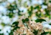 “뇌 건강, 일상에서 지키는 똑똑한 습관이 열쇠” Sunlit white apple blossoms against a blurred green background.