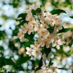 “뇌 건강, 일상에서 지키는 똑똑한 습관이 열쇠” Sunlit white apple blossoms against a blurred green background.