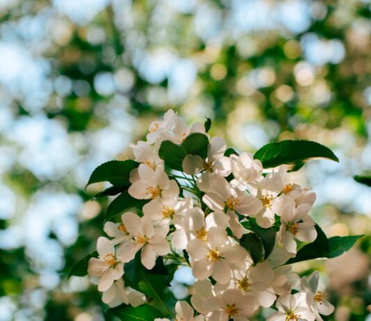 “뇌 건강, 일상에서 지키는 똑똑한 습관이 열쇠” Sunlit white apple blossoms against a blurred green background.