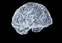 “뇌 건강, 작은 습관으로 지킨다”…일상에서 실천 가능한 브레인 케어 트렌드 주목 a close up of a human brain on a black background